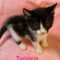 Twinkie