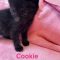 Cookie