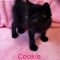 Cookie