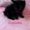 Cupcake