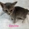 Davina