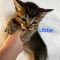 Ubbe