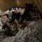 Cori