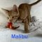 Malibu
